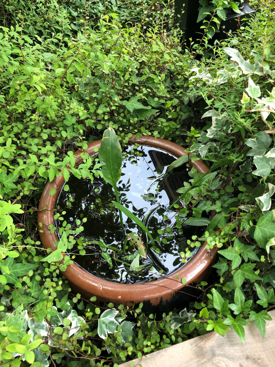 事務所の植栽コーナー